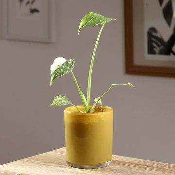 Monstera Thai Constellation