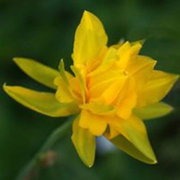 Narcisse odorus Campernelle