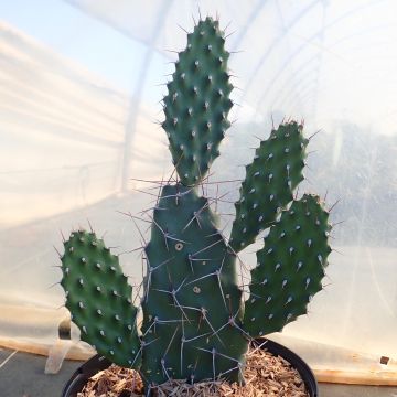 Opuntia sulphurea blanc - Cactus raquette