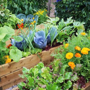 Panier bons plants graines