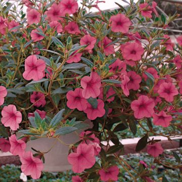 Pétunia Million Bells cosmos pink