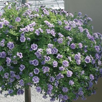 Petunia Tiny Pleasure Double Purple Vein - Pétunia hybride nain