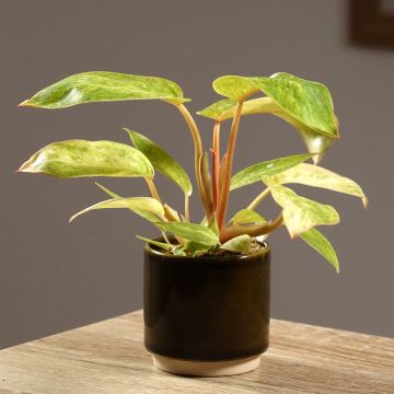 Philodendron Calkins Gold