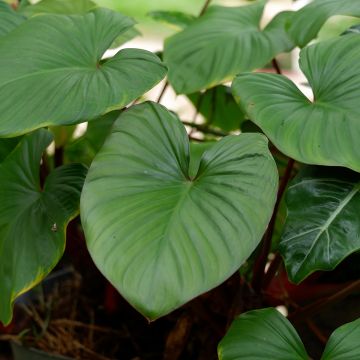 Philodendron squamiferum x serpens