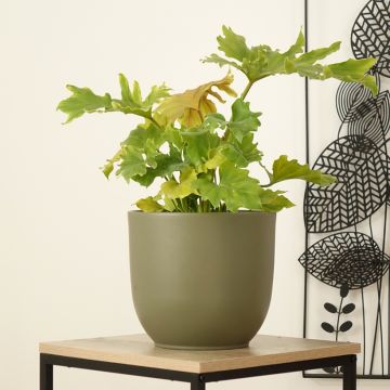 Philodendron Hope