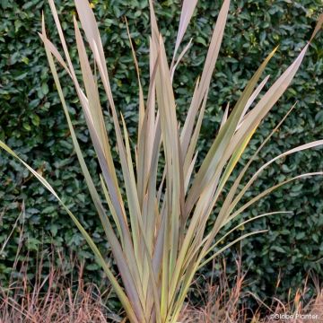 Phormium cookianum Blondie - Lin de Nouvelle-Zélande