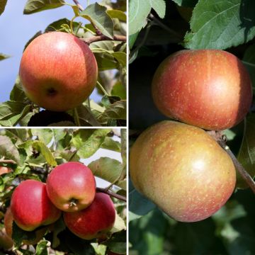 Pommier Trio Elstar - Jonagold - Roter Boskoop