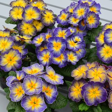 Primula juliae Ideaal - Primevère du Caucase.