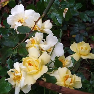 Rosier Decorosier Celina
