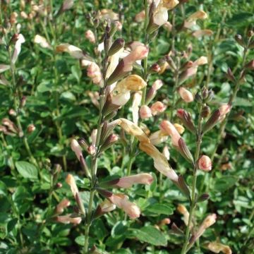 Sauge arbustive La Luna - Salvia jamensis