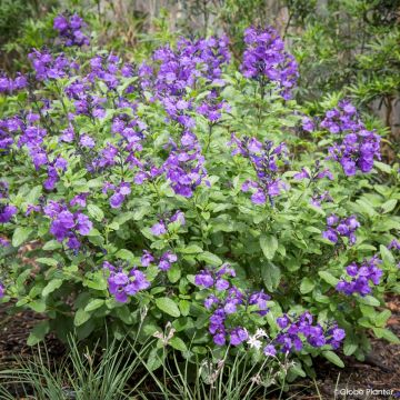 Sauge arbustive So Cool Pale Blue - Salvia microphylla
