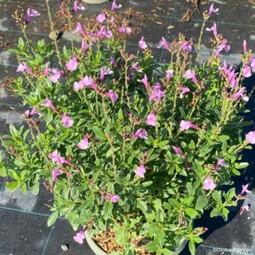 Sauge arbustive - Salvia greggii Mirage Violet