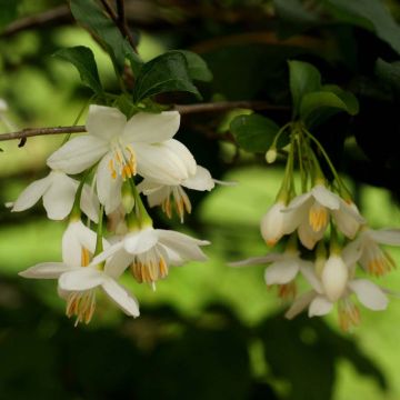 Styrax japonicus - Styrax japonais