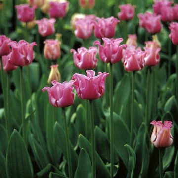 Tulipe simple tardive Picture