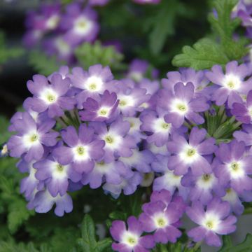 Verveine Lavender White