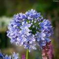 Agapanthus - Agapanthes