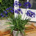 Agapanthes pour pots