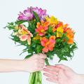 Alstroemères pour bouquets