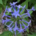 Amsonia - Amsonies