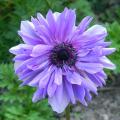 Anémones - Anemone