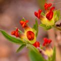 Anthyllis - Anthyllides, vulnéraires