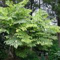 Aralia - Angéliques en arbre, Aralies