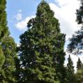 Special offer Arbres