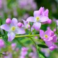 Arbustes à floraison estivale