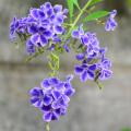 Arbustes exotiques à fleurs bleues