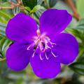 Arbustes exotiques à fleurs violettes, pourpres