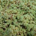 Arenaria - Sablines