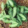 Asarum - Asarets