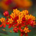 Asclepias -Asclépiades