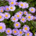 Asters des Alpes - Aster alpinus