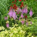Astilbes à feuillage coloré