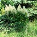 Grandes astilbes