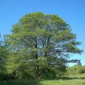Alnus - Aulnes