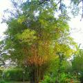 Bambous