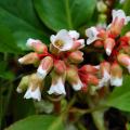 Bergenia - Plantes du savetier