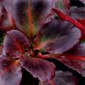 Bergénias à feuilles pourpres