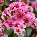 Bergénias roses
