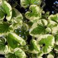 Brunnera - Myosotis du Caucase