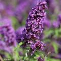Buddleja davidii - Arbres à papillons du père David