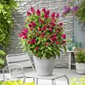 Buddléias pour pot