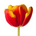 Special offer Bulbes de Printemps