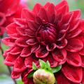 Bulbes d'été à fleurs rouges