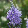 Bulbes à fleurs bleues