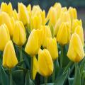 Bulbes à fleurs jaunes