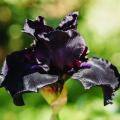 Bulbes à fleurs noires