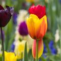 Bulbes par couleur de fleurs
